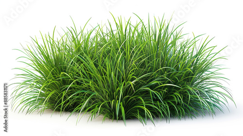 Vetiveria zizanioides (Vetiver Grass) Jungle Botanical Grass Hyperrealistic Highly Detailed