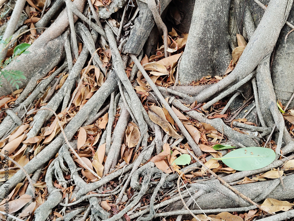 tree roots on ground tree roots on ground