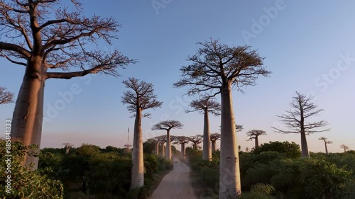 Flying Along The Alley Of Baobabs In Madagascar, Aerial View At Sunset