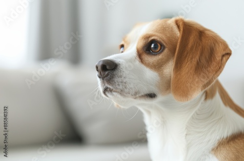 Close-up of a Beagle dog with brown and white fur, attentively looking sideways in a home setting with soft lighting and a neutral background.