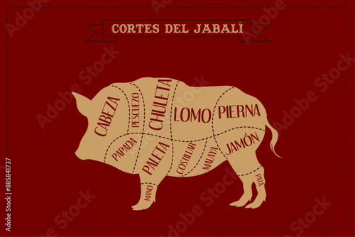 Cortes de carne del Jabalí. Ilustración vectorial.