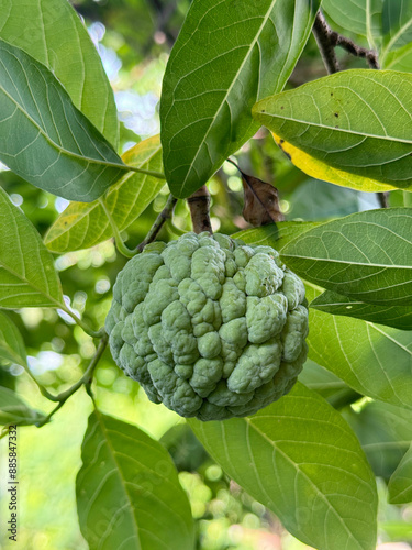 green and yellow leaves of a tree with apple sugar fruit