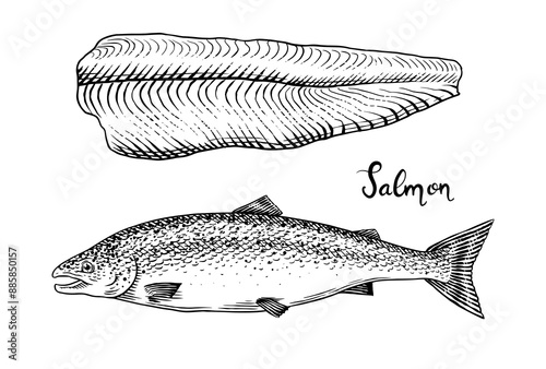 Fish sketch. Salmon fillet, ink hand drawn vector illustration. Steaks slices. Fresh product. Engraved style vintage seafood. sea food restaurant menu, cooking recipe, product package, card