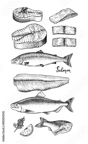 Fish sketch. Salmon fillet, ink hand drawn vector illustration. Steaks slices. Fresh product. Engraved style vintage seafood. sea food restaurant menu, cooking recipe, product package, card