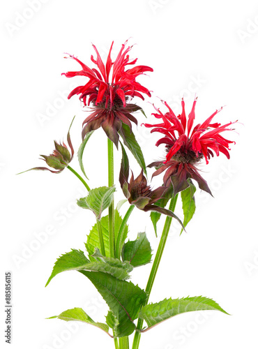 Fotografie Monarda flowers isolated on a white background