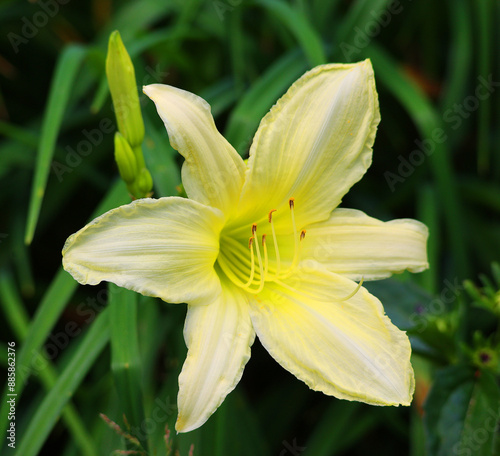 Amaryllis is the only genus in the subtribe Amaryllidinae (tribe Amaryllideae). It is a small genus of flowering bulbs, with two species. photo