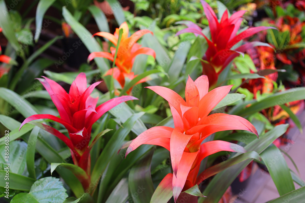 Bromeliad. The Bromeliaceae (the bromeliads) are a family of monocot flowering plants of about 80 genera and 3700 known species, native mainly to the tropical Americas, Bromeliad. The Bromeliaceae (the bromeliads) are a family of monocot flowering plants of about 80 genera and 3700 known species, native mainly to the tropical Americas,
