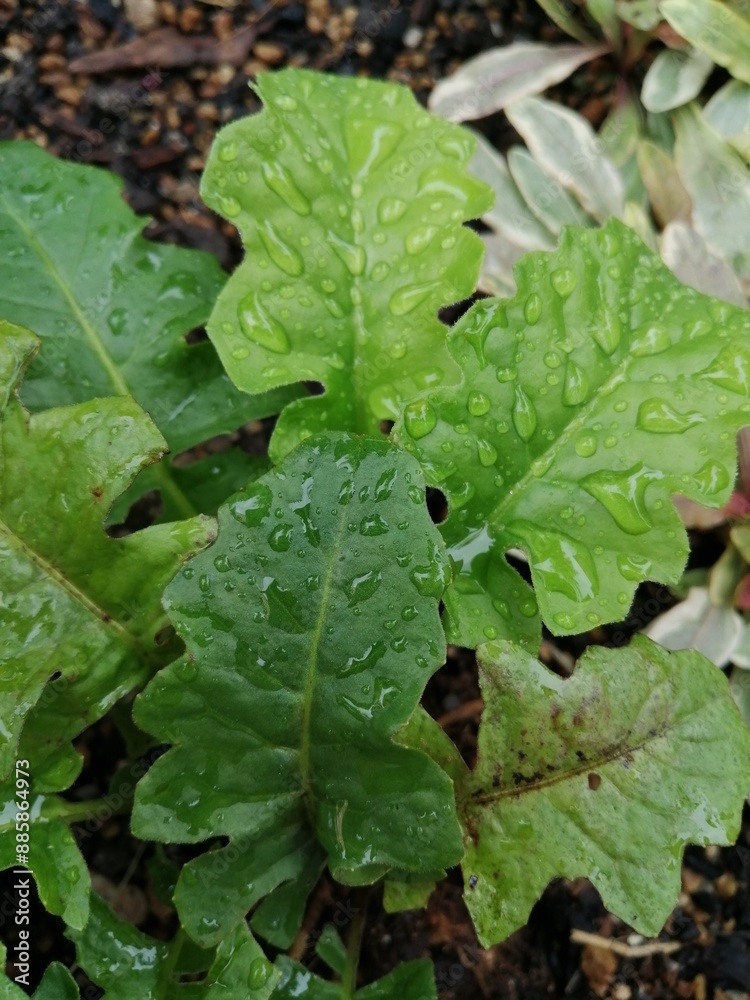 水玉 水玉
