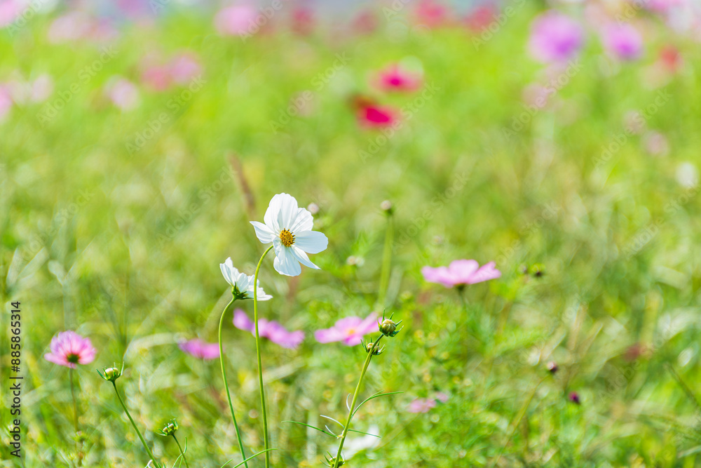 秋桜畑 秋桜畑