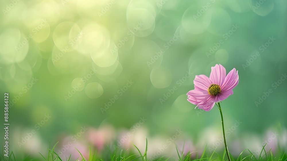 Single Cosmos Flower With Green Bokeh Background Single Cosmos Flower With Green Bokeh Background