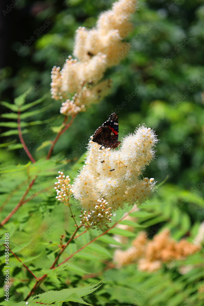 Fototapeta premium Rhus typhina, the staghorn sumac, is a species of flowering plant in the family Anacardiaceae, native to eastern North America.