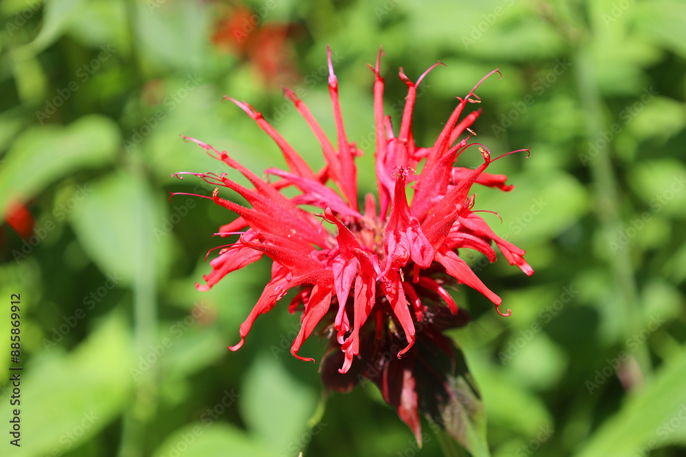 Red flowers of Bergamot, Scarlet Monarda, Oswego Tea or Beebalm (Monarda fistulosa) Red flowers of Bergamot, Scarlet Monarda, Oswego Tea or Beebalm (Monarda fistulosa)