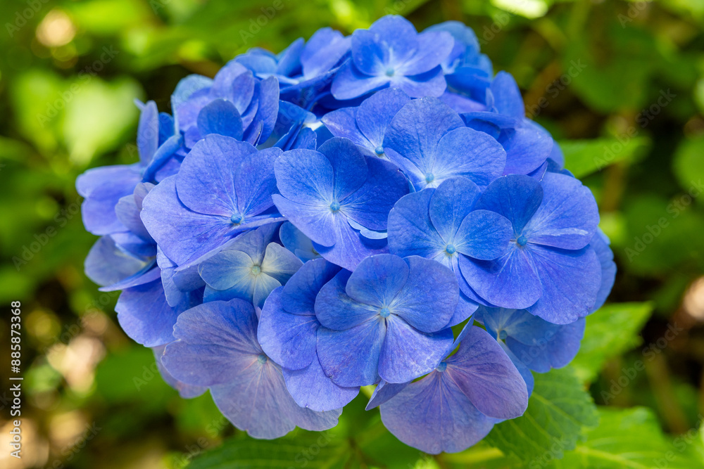 Close-up of blue hydrangea flowers blooming in early summer at Shimoda Park. Close-up of blue hydrangea flowers blooming in early summer at Shimoda Park.