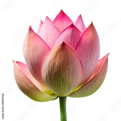a lotus bud isolated on a translucent background