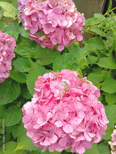 Obraz na płótnie 山 紫陽花 ピンク ハイドランジア w salonie
