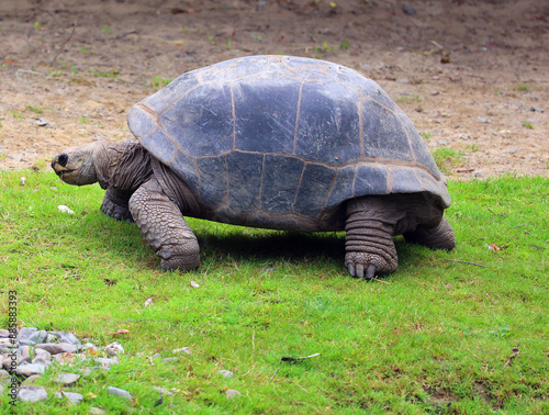 The Aldabra giant tortoise (Aldabrachelys gigantea), from the islands of the Aldabra Atoll in the Seychelles, is one of the largest tortoises in the world photo