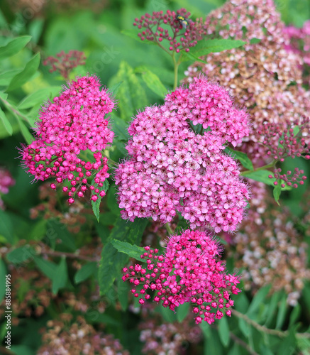 Hylotelephium telephium (synonym Sedum telephium), known as orpine, livelong, frog's-stomach, harping Johnny, life-everlasting, live-forever, midsummer-men, Orphan John and witch's moneybags,