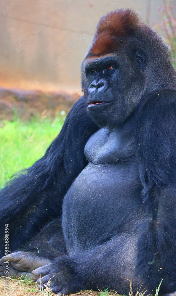 Obraz premium Gorillas are ground-dwelling, predominantly herbivorous apes that inhabit the forests of central Africa. The DNA of gorillas is highly similar to that of humans, from 95–99% 