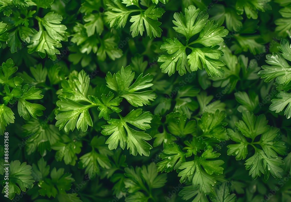 Green Parsley Leaves Texture Background