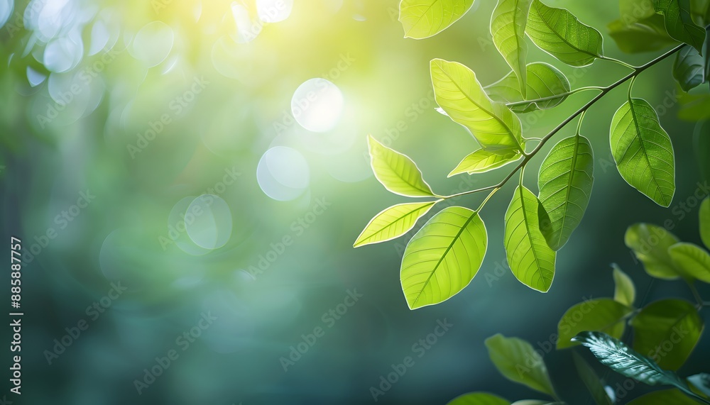 Sunlight Through Green Leaves - Eco-Friendly Banner Sunlight Through Green Leaves - Eco-Friendly Banner