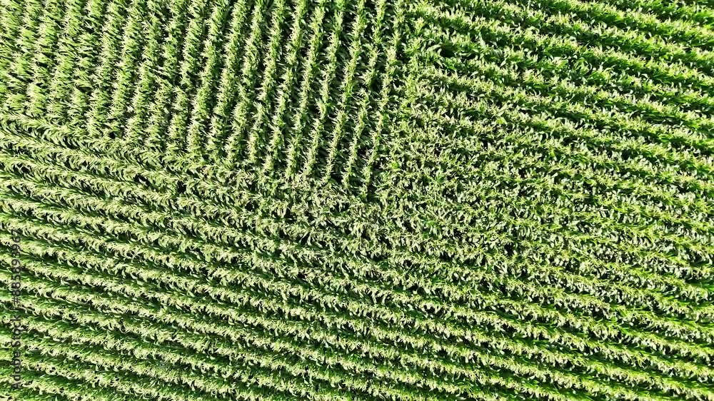 USA corn field flyover variations.