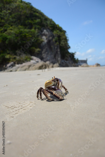 siri walking on Ilha do Mel in Paranaguá in the state of Paraná in Brazil photo