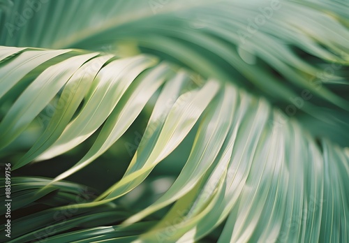 Palm Fronds Texture - Green Leaf Detail photo