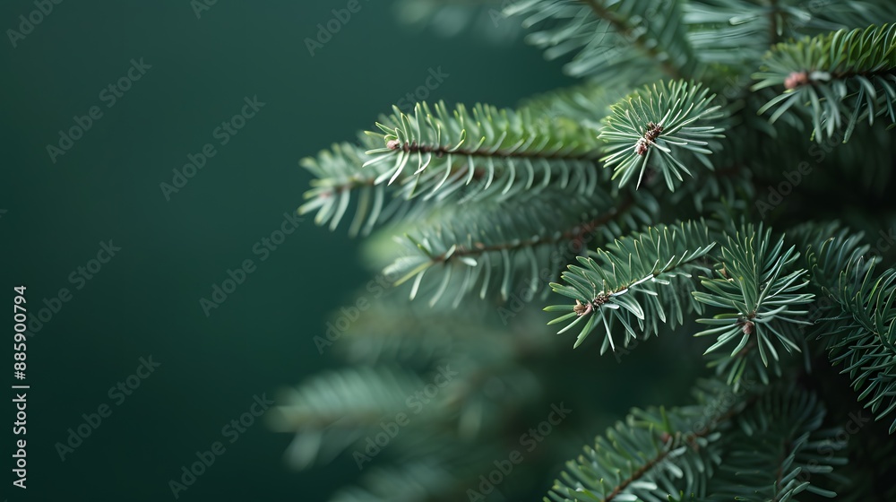 Close-up Green Christmas Tree Branches Banner Design Close-up Green Christmas Tree Branches Banner Design