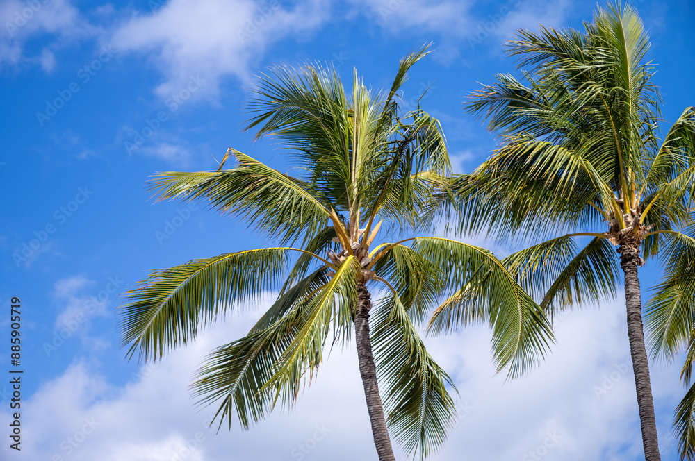 Green and Yellow Coconut Plum Trees in Brisk Wind. Green and Yellow Coconut Plum Trees in Brisk Wind.