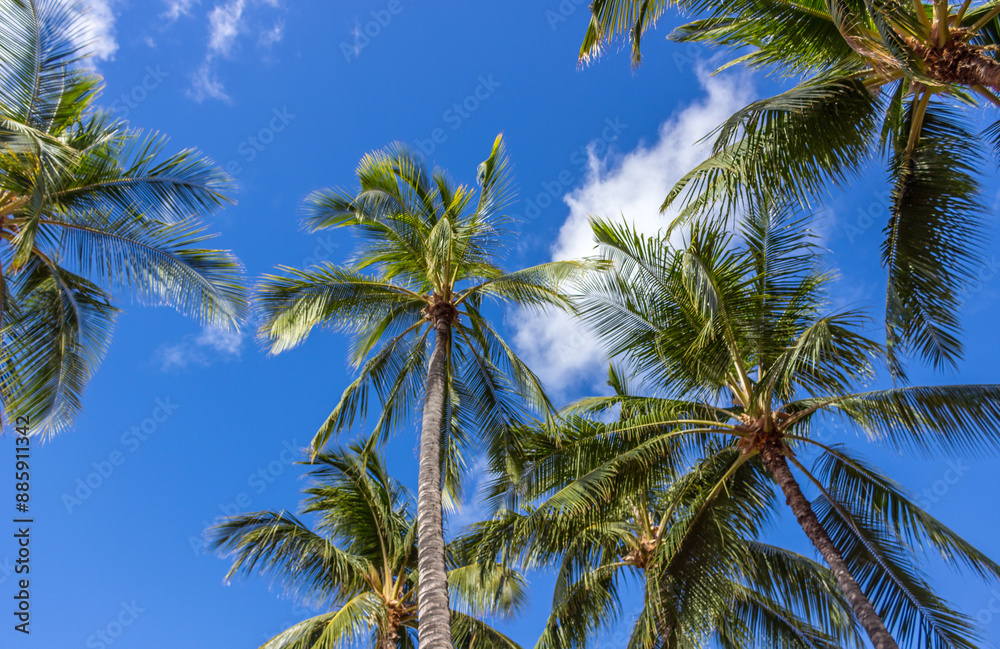 Fototapeta premium Beautiful palm trees at Hawaii
