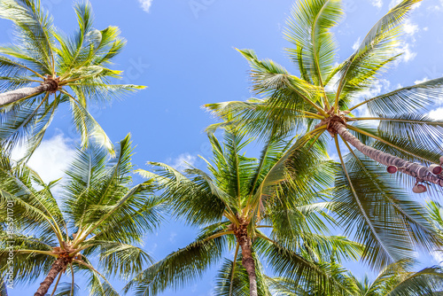 Wallpaper Mural Beautiful palm trees at Hawaii Torontodigital.ca