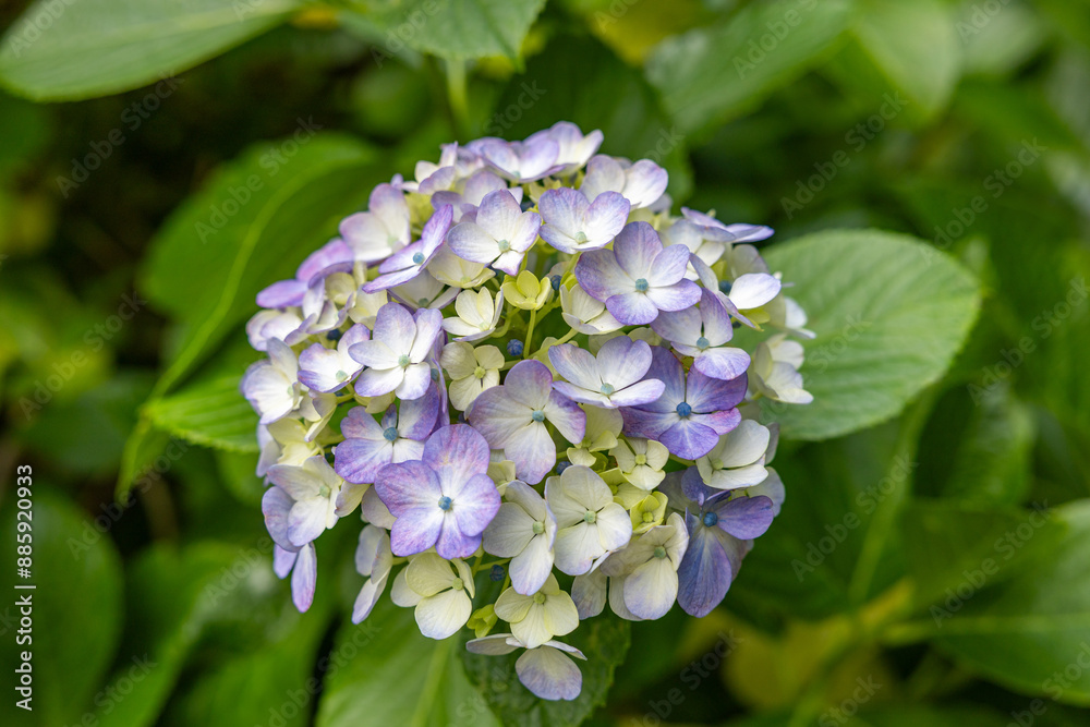 Close-up of light purple hydrangea flowers blooming in early summer at Shimoda Park. Close-up of light purple hydrangea flowers blooming in early summer at Shimoda Park.