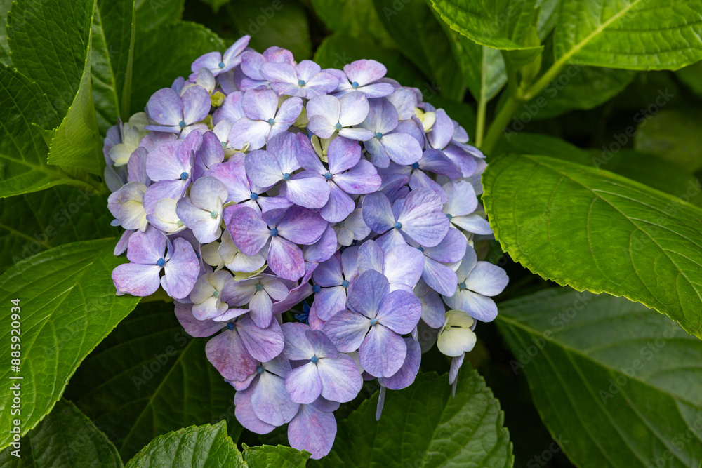 Close-up of light purple hydrangea flowers blooming in early summer at Shimoda Park. Close-up of light purple hydrangea flowers blooming in early summer at Shimoda Park.