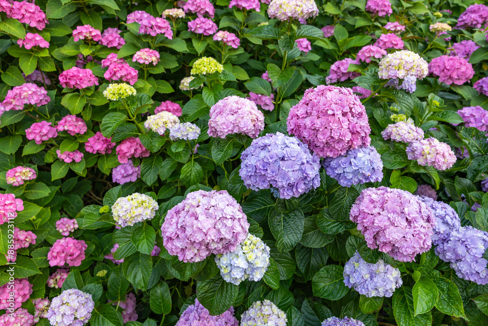 Pink and light purple hydrangea flowers blooming in early summer at Shimoda Park in Izu. Pink and light purple hydrangea flowers blooming in early summer at Shimoda Park in Izu.