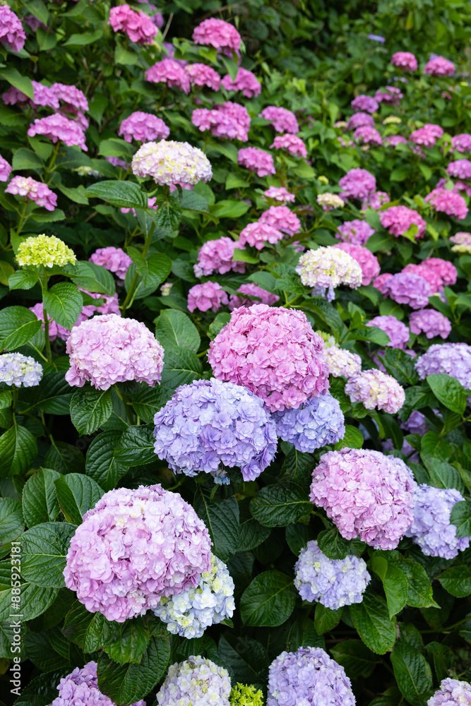Pink and light purple hydrangea flowers blooming in early summer at Shimoda Park in Izu. Pink and light purple hydrangea flowers blooming in early summer at Shimoda Park in Izu.