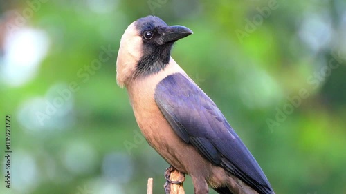 Indian house crow (Corvus splendens), greynecked, Ceylon or Colombo crow , cawing sitting on a tree in South Punjab Pakistan. Slow motion Footage 240fps  photo