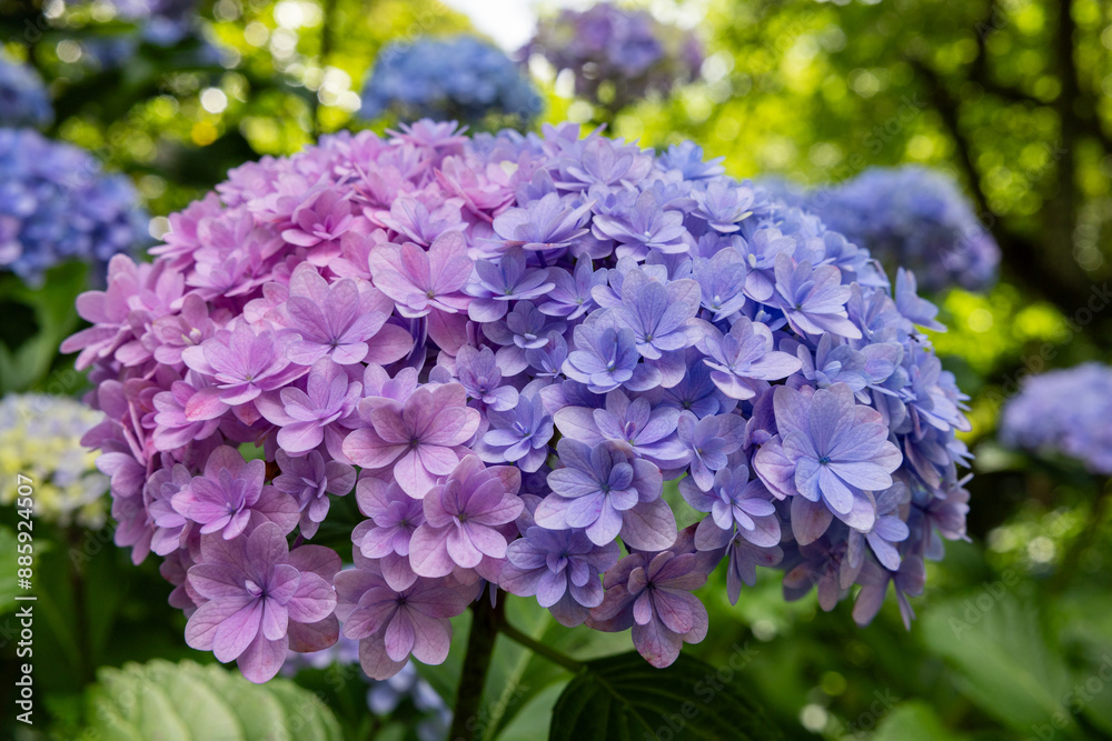 Pink and pale blue hydrangea flowers blooming in early summer at Shimoda Park in Izu. Pink and pale blue hydrangea flowers blooming in early summer at Shimoda Park in Izu.