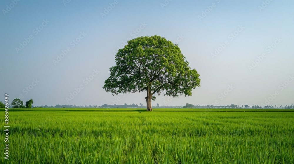 Obraz premium Solitary big tree standing tall amidst lush green rice fields, under a clear sky.