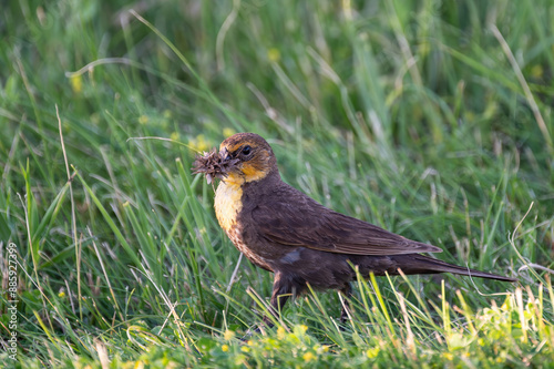 Female Yellow Headed Blackbird With a Beak Full of Insects