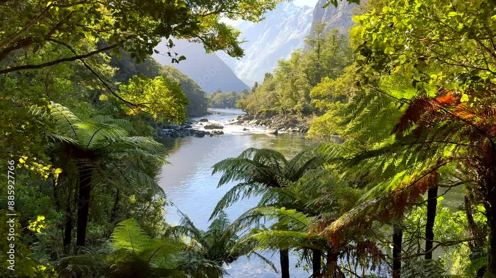 Think forest cloaking mountain river in Fiordland National Park in New Zealand. Scene of primeval wilderness that is nearly unchanged from when dinosaurs roamed. Think forest cloaking mountain river in Fiordland National Park in New Zealand. Scene of primeval wilderness that is nearly unchanged from when dinosaurs roamed.
