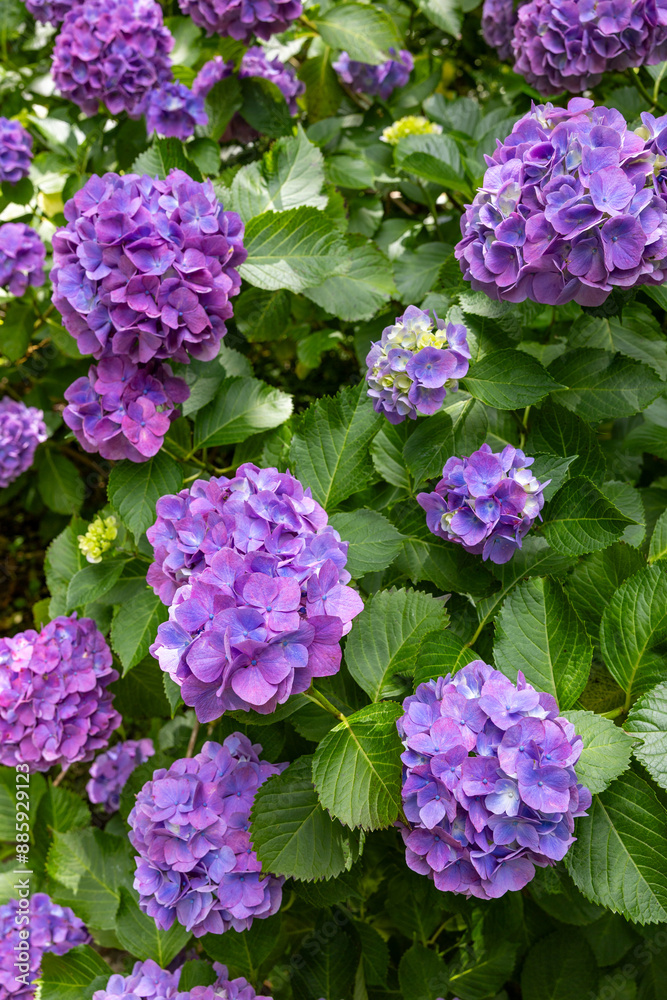 Close-up of purple hydrangea flowers blooming in early summer at Shimoda Park. Close-up of purple hydrangea flowers blooming in early summer at Shimoda Park.