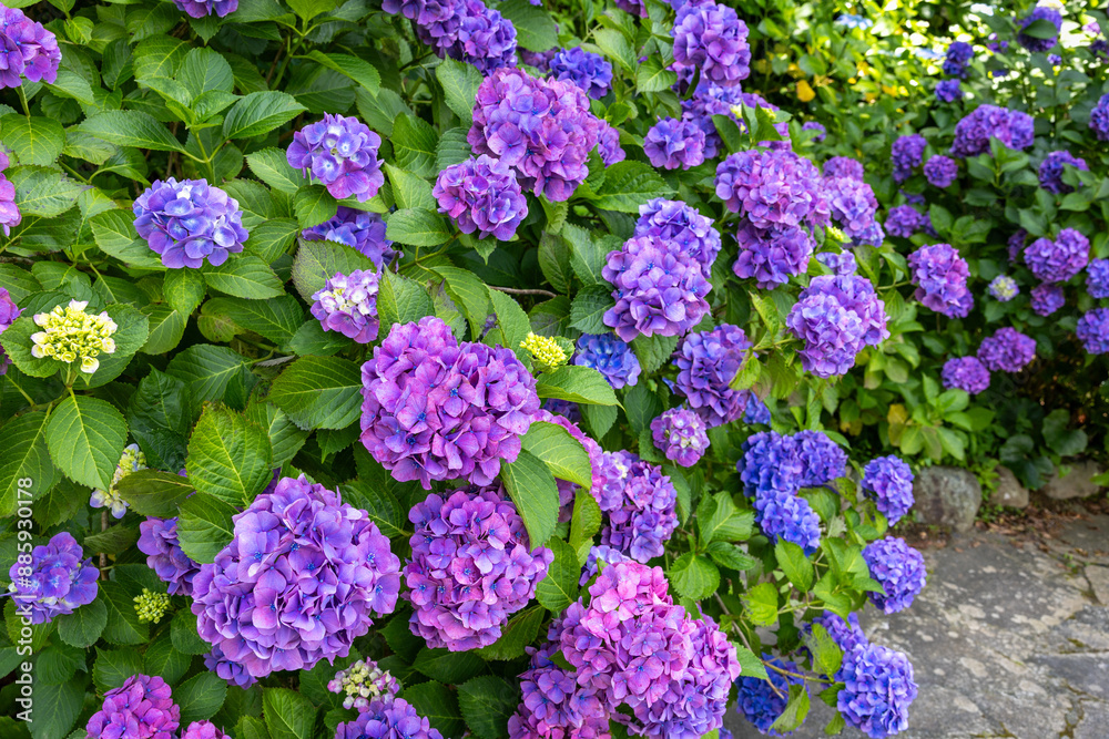 Purple hydrangea flowers blooming in early summer at Shimoda Park in Izu. Purple hydrangea flowers blooming in early summer at Shimoda Park in Izu.