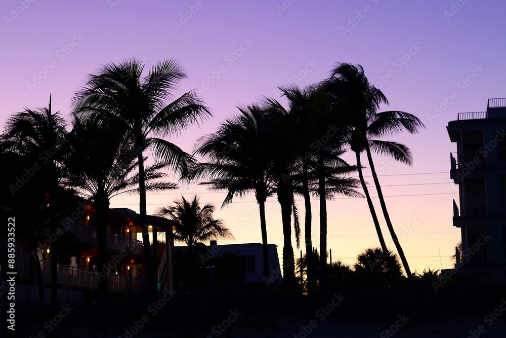 Obraz premium trees at sunset