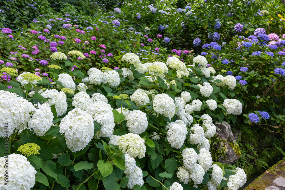 Annabelle flowers blooming white in Shimoda Park in Izu. Annabelle flowers blooming white in Shimoda Park in Izu.