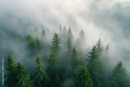 Background featuring a landscape of mountain pine trees in the fog during early spring or autumn. Ideal for screensavers or interior design. © PHTASH