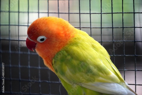 Close-up of a Fischer's lovebird (Agapornis fischeri) with light green feathers, an orange head, and a red beak.