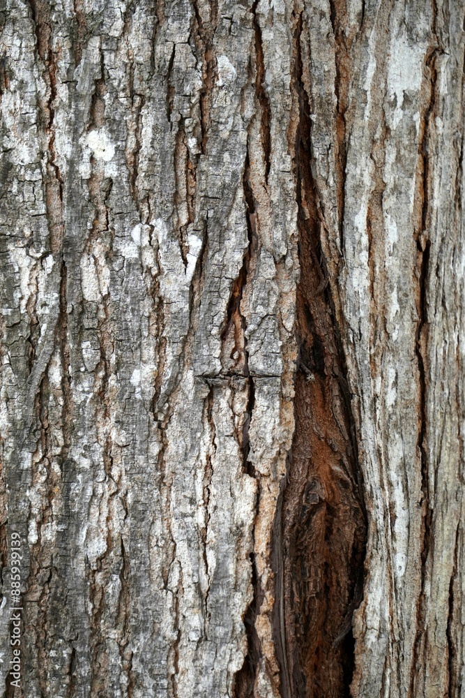 Close-up of a large tree trunk with deep gashes revealing the inner wood. Close-up of a large tree trunk with deep gashes revealing the inner wood.