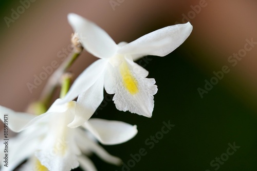 Gorgeous white Pigeon Orchid (Dendrobium crumenatum) with yellow core, strikingly photographed against a blurred backdrop.