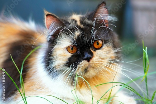 Close-up of an adult Persian medium nose cat (Felis catus) with tri-colored fur: black, orange, and white. It has a black nose and brown eyes.