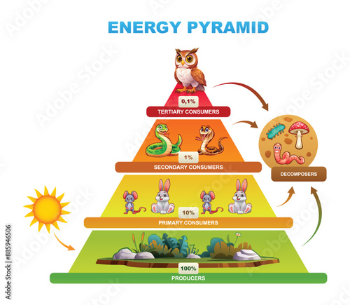 Energy pyramid diagram showing energy transfer among trophic levels, producers, consumers, decomposers. Vector cartoon